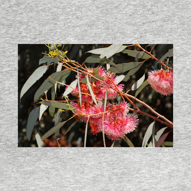 Pink Flowering Gum  by Avril Thomas, South Australian artist by MagpieSprings